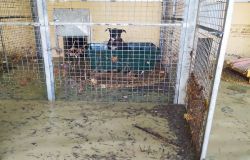 Alluvione Marche, gli angeli del fango al lavoro anche per salvare gli animali