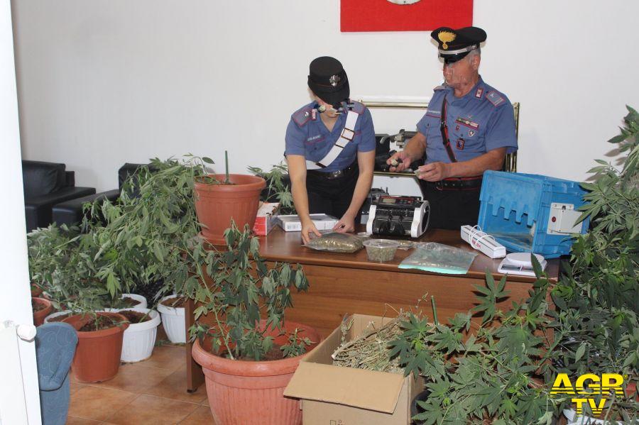 Carabinieri scoperta piantagione di marjuana