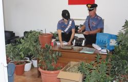 Scoperta piantagione di marjuana a domicilio, arrestato 46enne