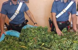 Colleferro, due denunce e sequestro di piante di marjuana, nei posti di blocco di fine settimana