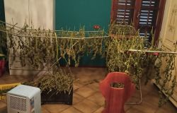 Velletri, coltivava canapa tra i pomodori, sequestrati 53 kg. di marjuana e 30 piante, arrestato