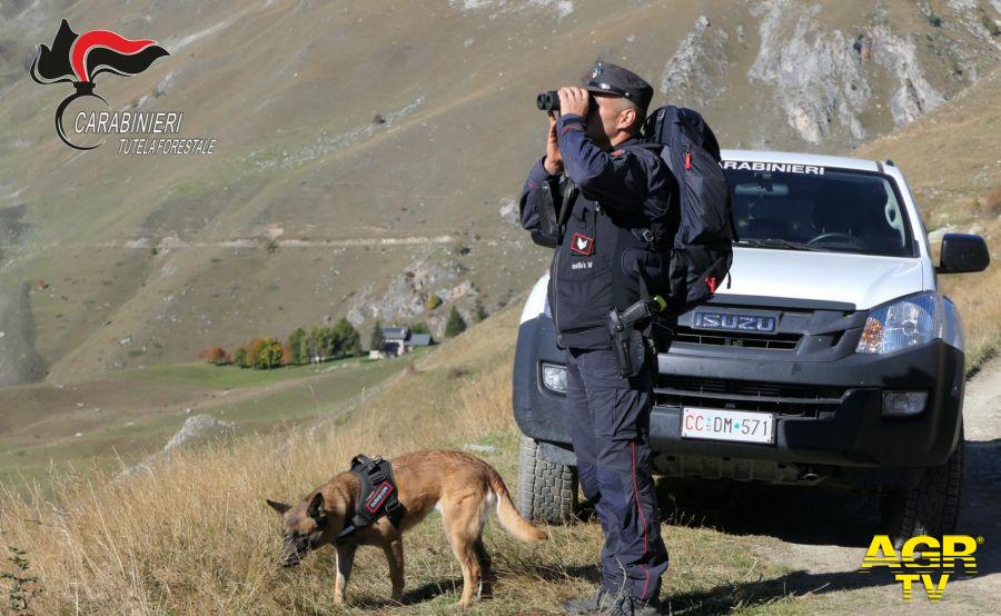 Carabinieri operazione Sabaudus unità cinofile per individuare boccono avvelenati