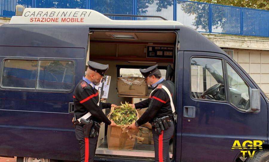Civitavecchia la marjuana prodotta dalla piantagione sequestrata dai carabinieri