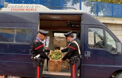 Cervetri, fermati padre e figlio, avevano una coltivazione di canapa indiana