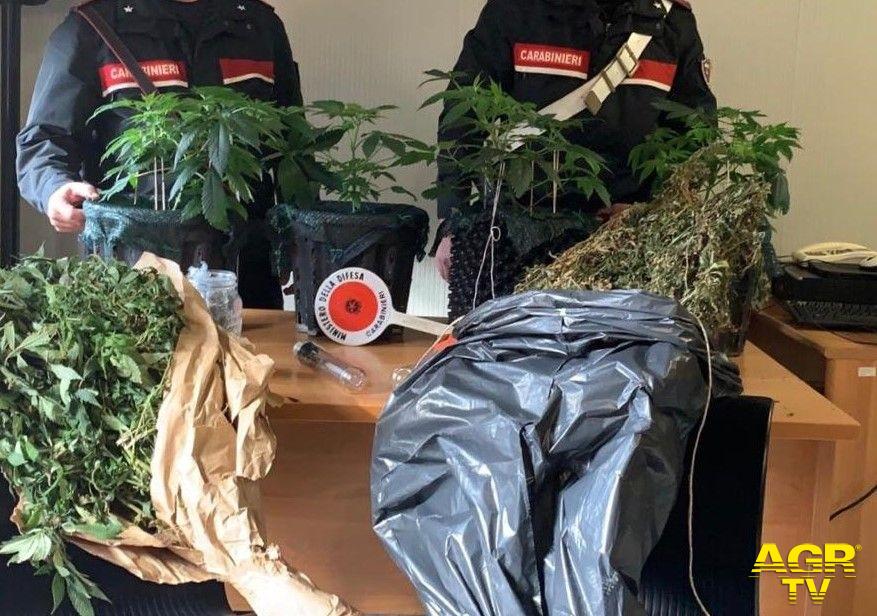Carabinieri le piante di marjuana sequestrate
