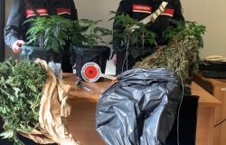 Ponte Galeria, marjuana a chilometri zero prodotta su un terreno agricolo, arrestato 30enne