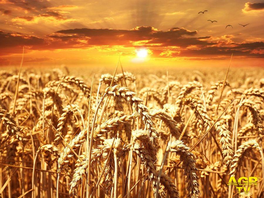 campo di grano duro foto pixabay
