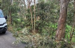 Dragoncello, potate alberature e vegetazione per la sicurezza della viailità