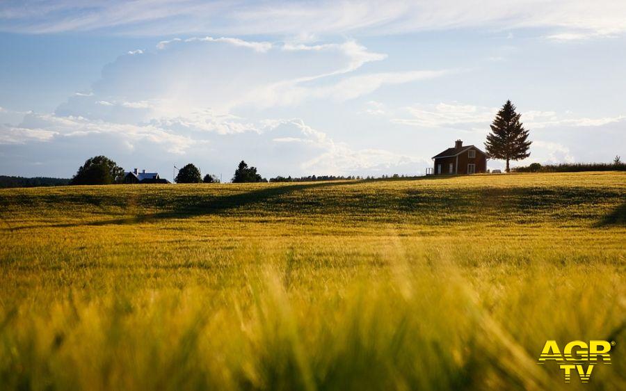 Campo agricolo per foraggio foto pixabay