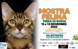 Animali, due giorni di spettacolo in nome di sua maestà il gatto...a Supercat Show