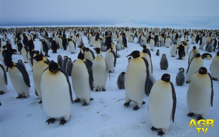 WWF pinguini al polo  ph credit Fritz Polking