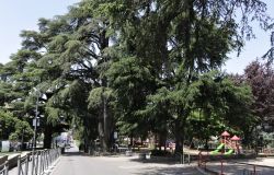 Giornata mondiale degli alberi, protagonista il Cedro del Libano, minacciato dal riscaldamento globale