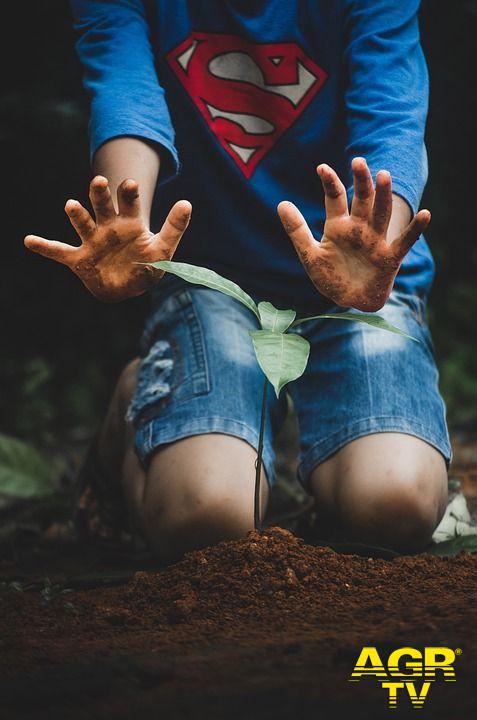Un bambino pianta un alberello foto pixabay