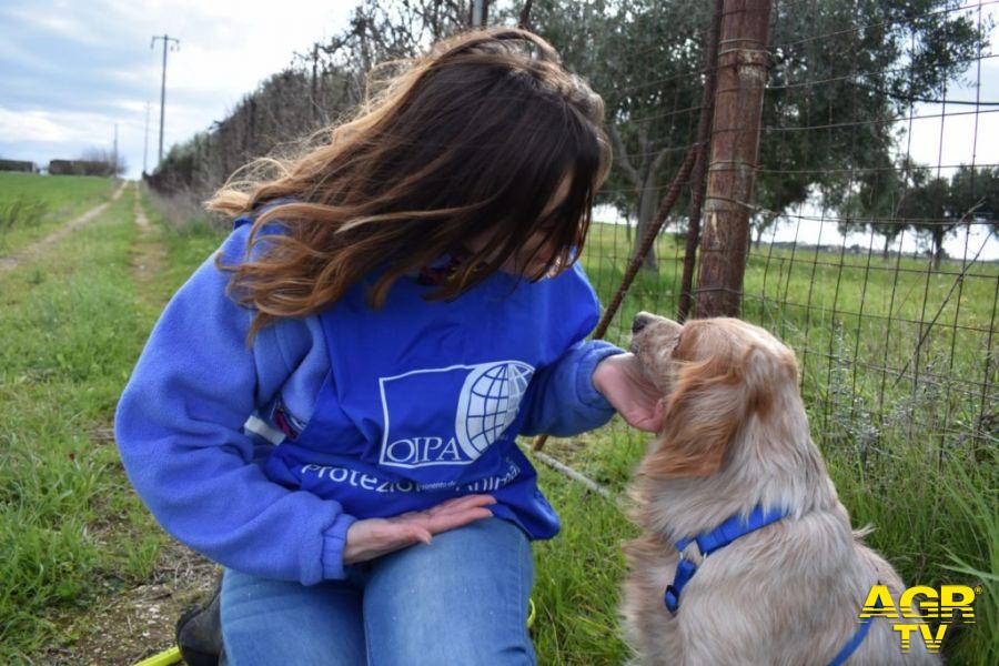 Volontraria Oipa mentre accudisce un cane randagio