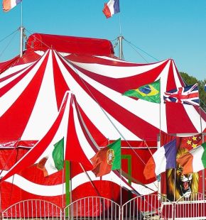 Fiumicino, Petrillo: Basta Circo con animali in città Fiumicino, Petrillo: Basta Circo con animali in città