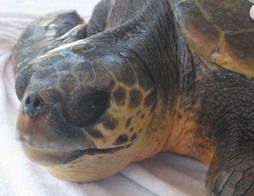 Caretta Caretta - Tartaruga Comune Caretta Caretta - Tartaruga Comune