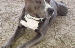 La storia di ....Jason, il pitbull abbandonato due volte e che si rifugia al supermercato per le coccole