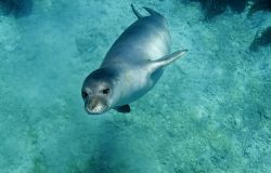 Il ritorno della foca monaca nel Canyon di Caprera, lo ha dimostrato una ricerca di One Ocean Foundation