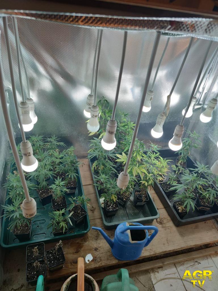 Coltivava marijuana in casa