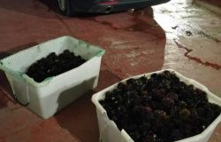 Santa Marinella, sorpreso e sanzionato pescatore di frodo di ricci di mare