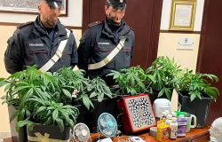 Trionfale, sequestrate piante di marjuana e materiale per la coltivazione, un arresto e tre denunce