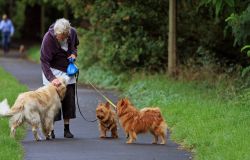 Roma, un progetto del Campidoglio prevede l'adozione di cani e gatti dei canili municipali nei Centri Anziani