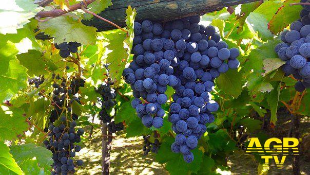 filari d'uva a Montalcino foto pixabay