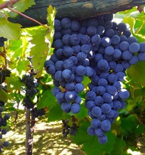 Enoturismo, a Montalcino nel 2022 + 36%, con il ritorno dei Winlover USA (+168%) presenze superiori anche al Pre-Covid (16%)