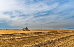 Mugnaid'Italia, raccolta grano duro 2023, laqualità penalizzata dagli eventi climatici