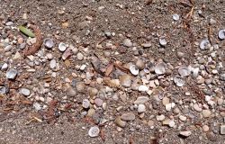 #teveremolluschifantastici ricerca molluschi sul fiume Tevere