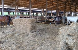 Alluvione Emilia-Romagna, OIPA:catena di solidarietà per sfamare i cavalli, scaricate 22 balle donate da Aziende del Modenese