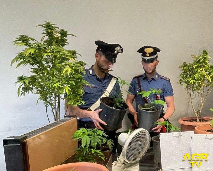 Carabinieri piante sequestrate