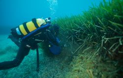 Oasi Marina, al via un'iniziativa di riforestazione dei fondali marini per la tutela del Pianeta Blu