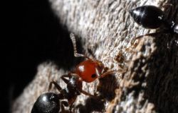 Bioparco giornata dedicata al mondo invertebrati formiche ph credit Massimiliano Di Giovanni archivio Bioparco