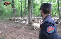 Carabinieri: Truffe dei pascoli. Sequestrati  oltre 170.000€ per indebita percezione fondi