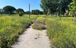 Ostia, Parco Pallotta, dopo le piogge.... trasformato in una savana