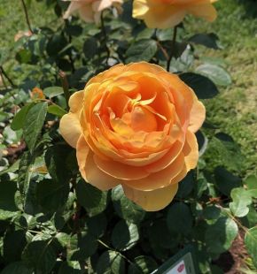 Premio Roma, le rose più belle sono le varietà ottenute dai giardinieri tedeschi
