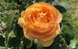 Premio Roma, le rose più belle sono le varietà ottenute dai giardinieri tedeschi
