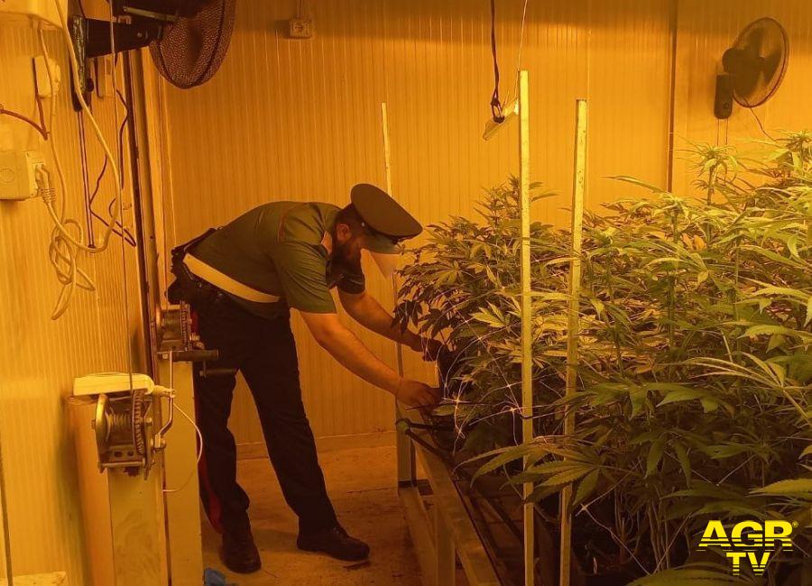 Carabinieri Ponte Galeria coltivazione cannabis sequestrata
