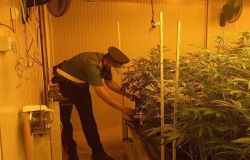 Roma, padre e figlio coltivatori di cannabis a Ponte Galeria, sequestrate 58 piante di cannabis e 6 kg. di marjuana