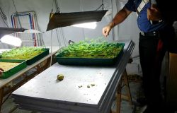 Carabinieri Ponte Galeria coltivazione cannabis sequestrata