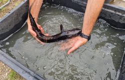 Piacenza. Adotta lo Storione alla scoperta del pesce simbolo del Po