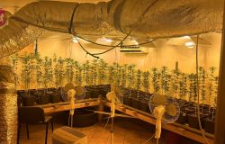 Roma, piazze di spaccio nel mirino, quattro pusher in manette, scoperta una serra per la produzione di marjuana