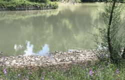 Roma, denuncia dell'OIPA: il lago di Villa Phampili è a secco, a rischio la biodiversità