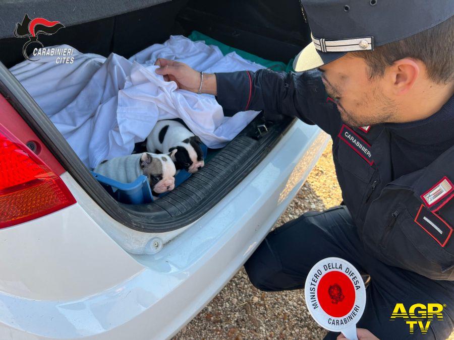 i cuccioli trovati e salvati dai carabinieri