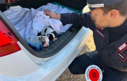 Venezia, operazione “GHOST KENNEL”, smantellato traffico di cuccioli Bouledogue francese proveniente dalla Romania