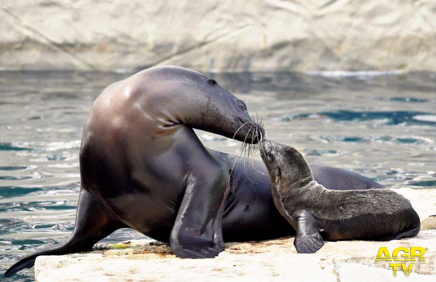 Otaria mamma e cucciolo al Bioparco di Roma ph credit Massimiliano Di Giovanni archivio Bioparco