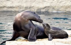 Roma, al Bioparco è nata una Otaria della California
