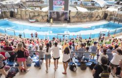 Roma, torna la Festa degli Oratori Estivi, i festeggiamenti allo Zoomarine