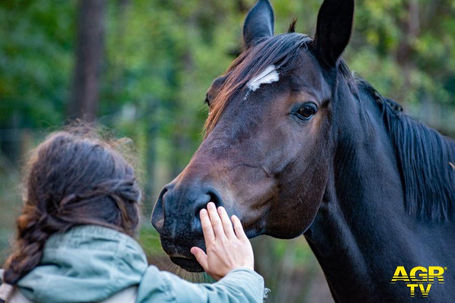 foto pixabay la socievolezza del cavallo foto pixabay la socievolezza del cavallo